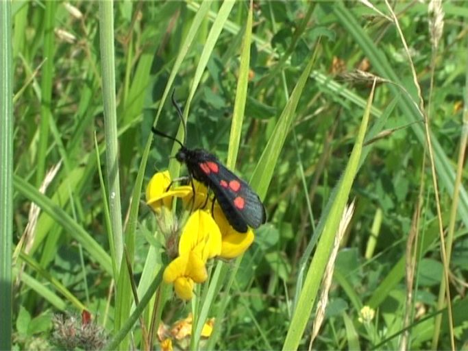 Sumpfhornklee-Widderchen ( Zygaena trifolii ) : Am Niederrhein, Feuchtbiotop, 21.07.2004